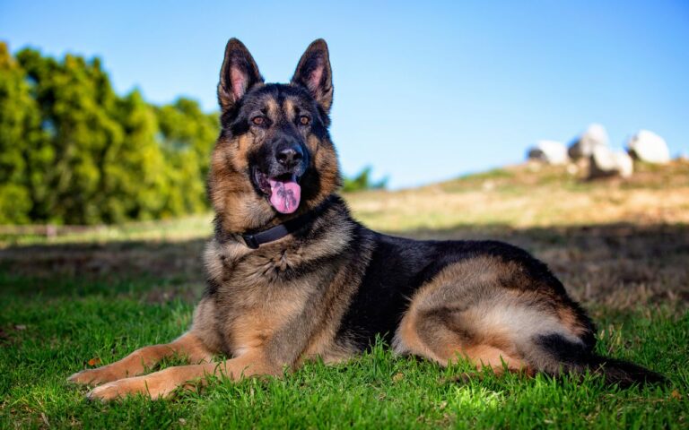 cachorro de guarda