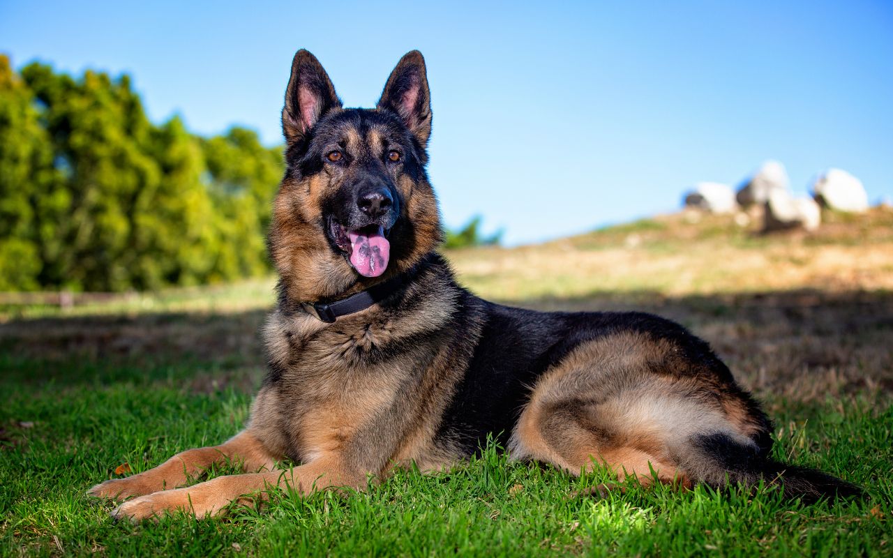 cachorro de guarda