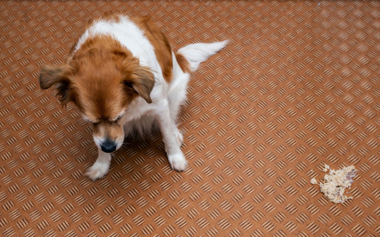 cachorro vomitando ração