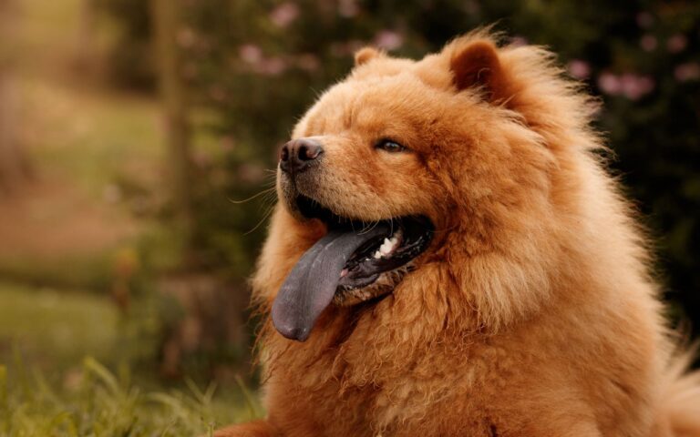 cachorros da língua roxa