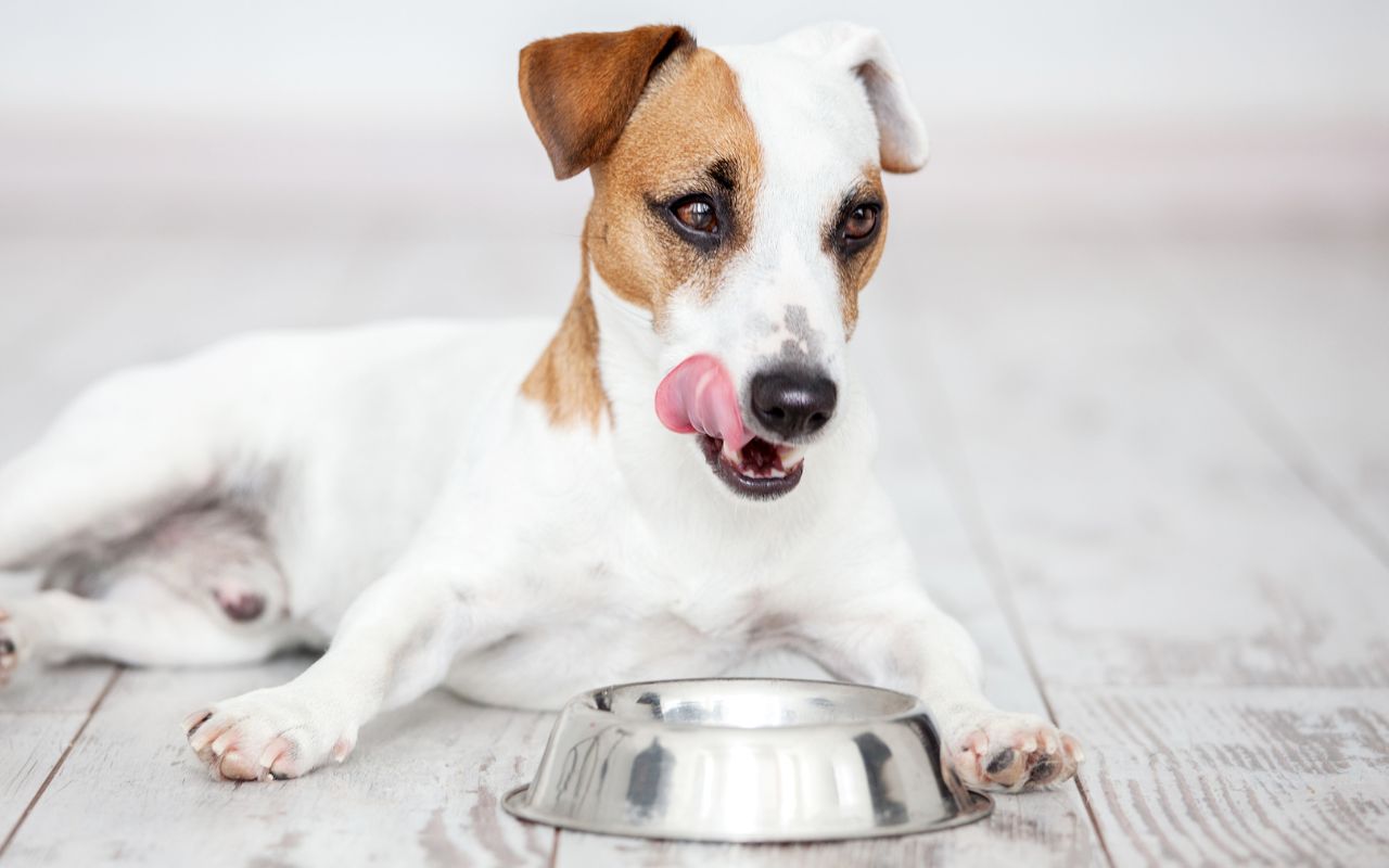 pode dar pepino para cachorro