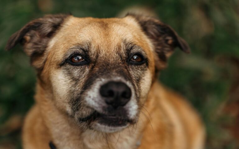 como saber a raça do cachorro