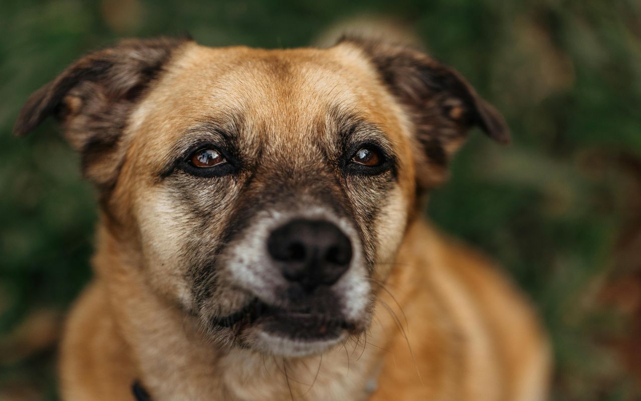 como saber a raça do cachorro