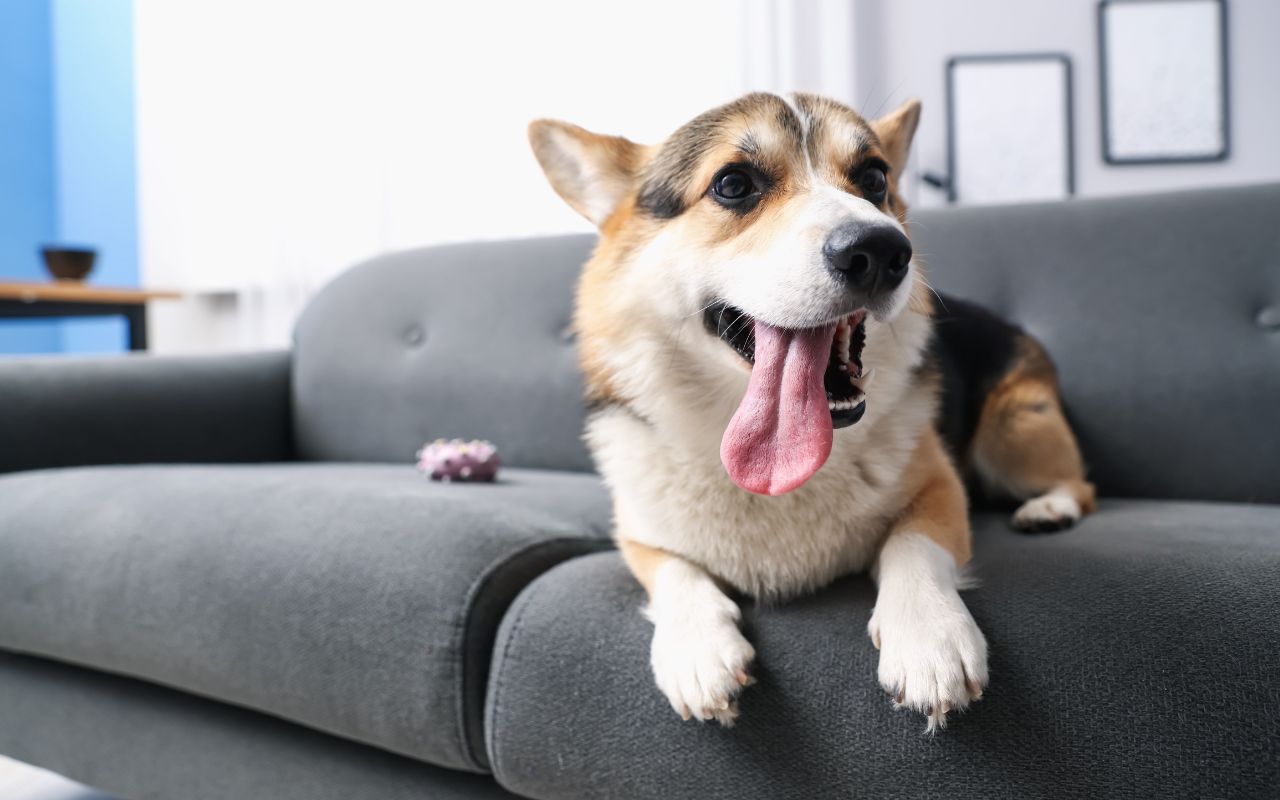 primeiro cio de cachorro