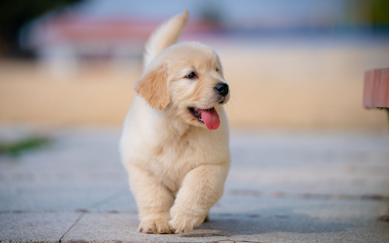 At&eacute; que idade o cachorro cresce? Entenda cada fase do seu pet