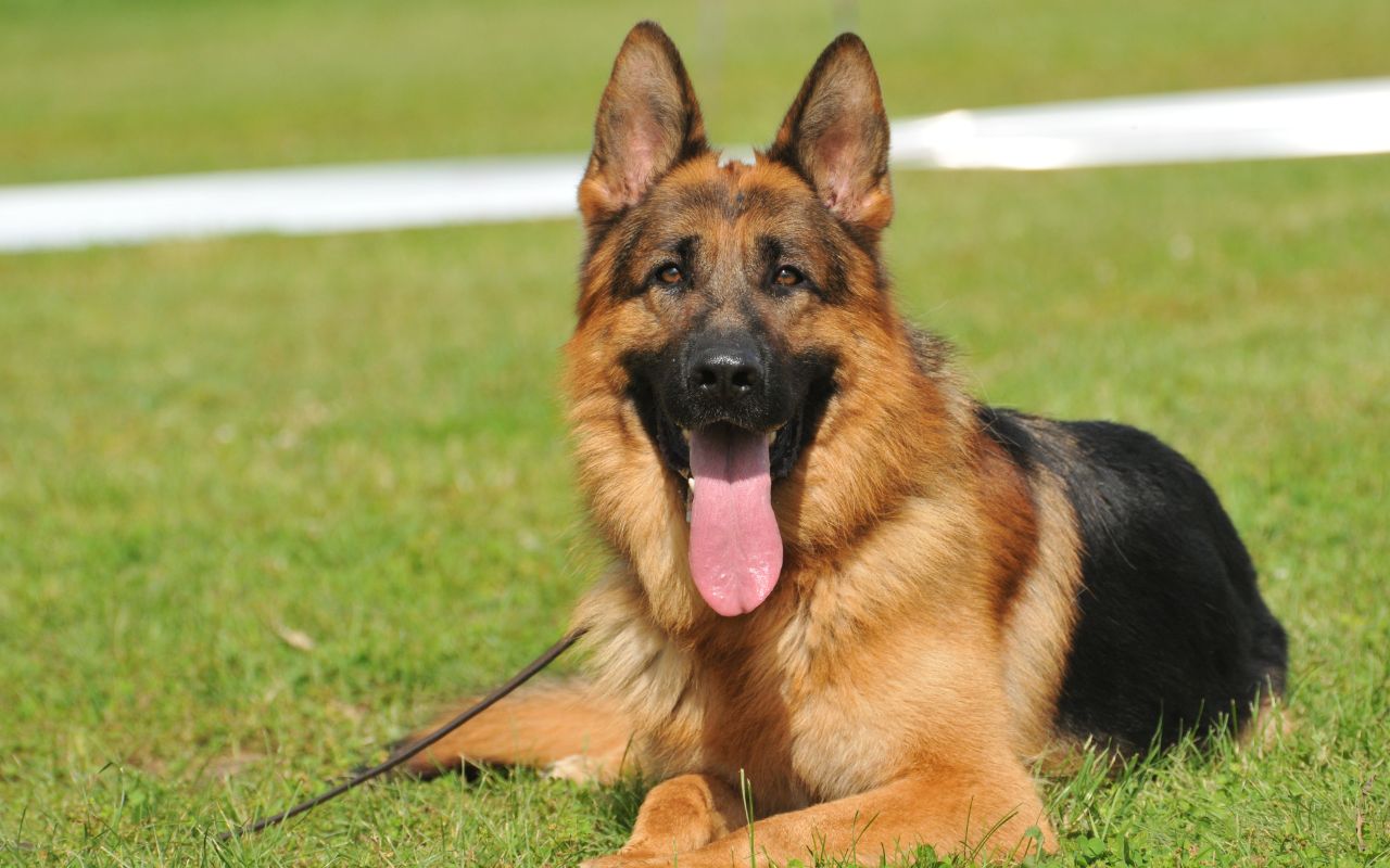cachorro alemão