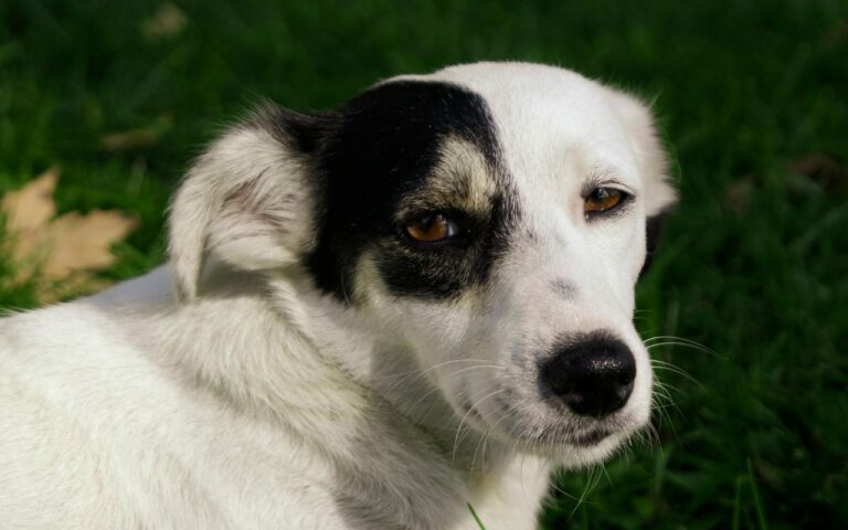 cachorro autista