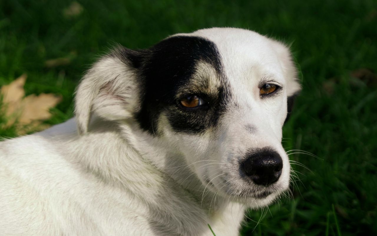 cachorro autista
