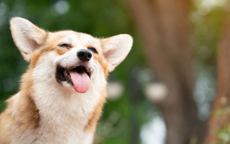 cachorro feliz
