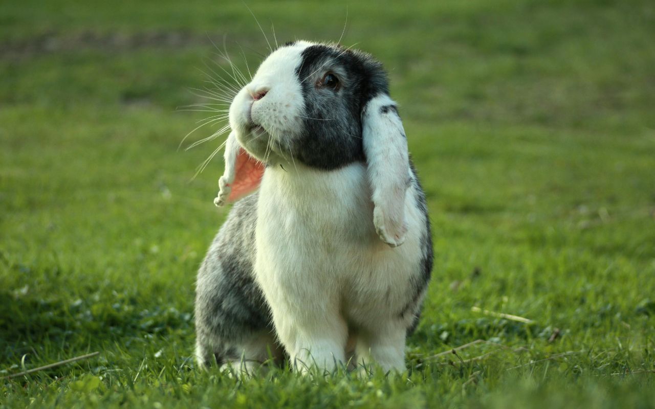 Coelho pode comer tomate? Descubra o que &eacute; seguro para seu pet